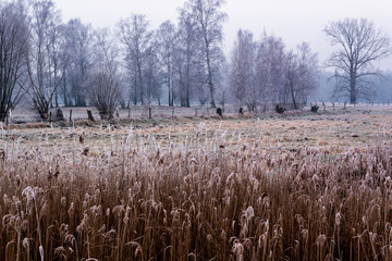 Krajobraz wiejski Podlasia. Podlaskie wierzby .Łagodna zima na Podlasiu. Dolina Narwi, Polska