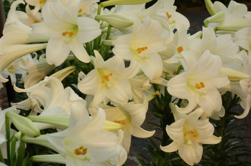 Obraz premium 豪華で、艶やかで華やかな水仙の開花した花々