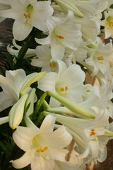 Fototapeta na wymiar 豪華で、艶やかで華やかな水仙の開花した花々