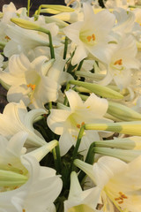 Obraz premium 豪華で、艶やかで華やかな水仙の開花した花々