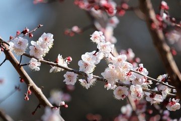 かざはやの里　梅林