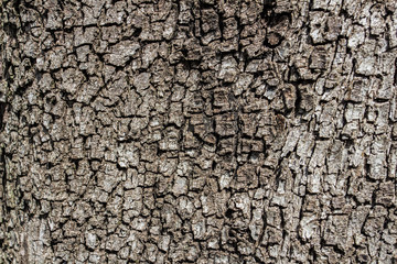 Textures and background, bark of a tree