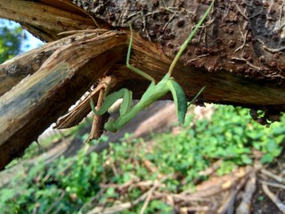 Green grasshopper (Caelifera) in the nature background