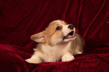 Pembroke Welsh Corgi puppy portrait at home on red velvet background