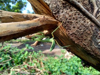 Green grasshopper (Caelifera) in the nature background