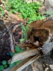 Green grasshopper (Caelifera) in the nature background