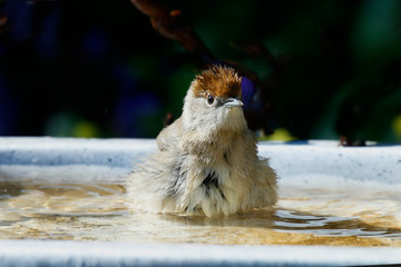  Mönchsgrasmücke (Sylvia atricapilla) Weibchen sitzt im Wasserbecken  beim Baden 