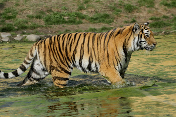 Fototapeta na wymiar Tiger (Panthera tigris) Raubkatze geht durch das Wasser