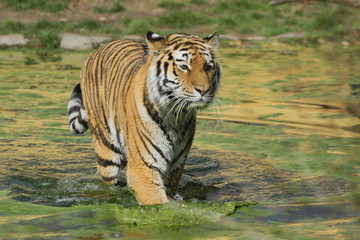 Fototapeta na wymiar Tiger (Panthera tigris) Raubkatze geht durch das Wasser