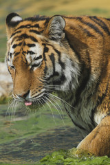 Fototapeta na wymiar Tiger (Panthera tigris) am Wasser und trinkt
