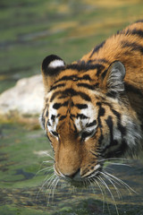 Tiger (Panthera tigris) am Wasser und trinkt