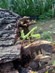 Green grasshopper (Caelifera) in the nature background