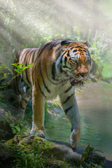 Tiger (Panthera tigris) Raubkatze geht durch das Wasser