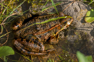 Teichfrosch (Pelophylax esculentus) Amphibium 