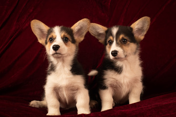 Two Pembroke Welsh Corgi puppies portrait at home on red velvet background