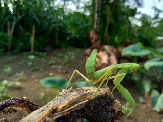 Green grasshopper (Caelifera) in the nature background