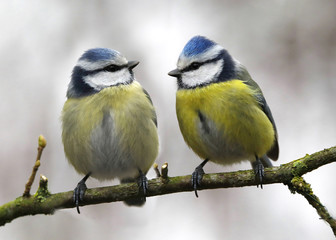 Obraz premium Blaumeise (Cyanistes caeruleus) zwei Meisen sitzen auf Ast