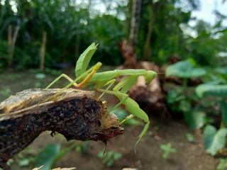 Green grasshopper (Caelifera) in the nature background