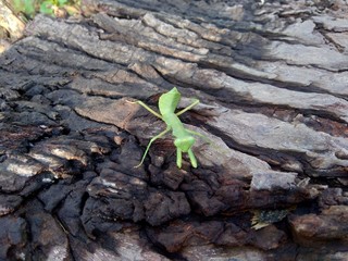 Green grasshopper (Caelifera) in the nature background