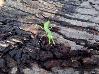 Green grasshopper (Caelifera) in the nature background