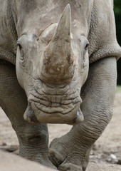  Nashörner (Rhinocerotidae) Angriff, Kopf frontal