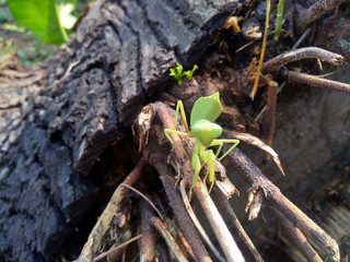 Green grasshopper (Caelifera) in the nature background