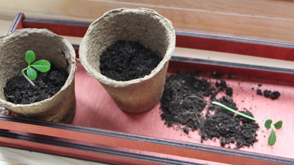 seedlings in peat pots on the windowsill