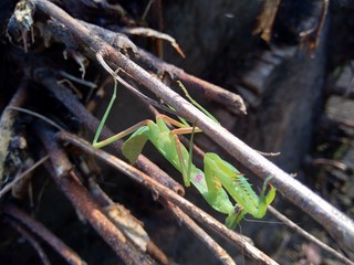 Green grasshopper (Caelifera) in the nature background