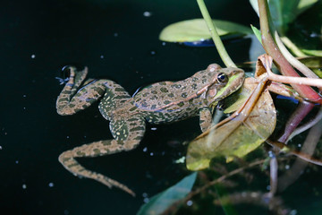 Teichfrosch (Pelophylax esculentus) Amphibium 
