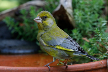 Grünfink (Chloris chloris) am Wasserbecken und trinkt