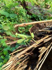 Green grasshopper (Caelifera) in the nature background