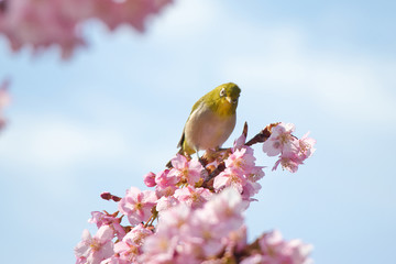 White-eye perching on a cherry branch