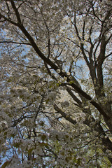 Cherry blossoms in full bloom