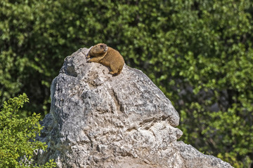 groundhog baibak is resting at the hole. Marmota bobak is resting at the hole