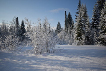 winter landscape with trees and snow