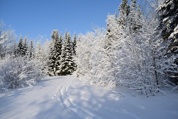 trees in snow