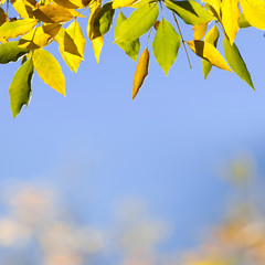 Natural background with autumn leaves