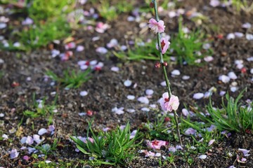 かざはやの里　梅林