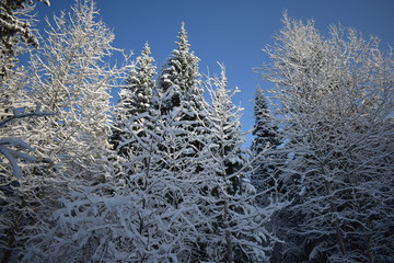 snow covered trees
