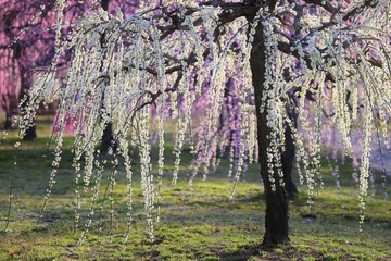 かざはやの里　梅林