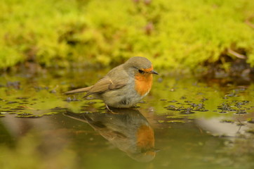 Erithacus rubecula, robin, зарянка, малиновка, отражение птицы в воде