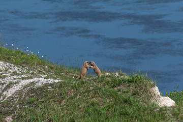 groundhog baibak are playing at the hole. Marmota bobak are fighting at the hole