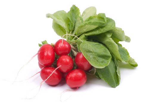 Frische Radischen