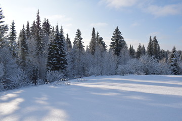 Fototapeta na wymiar winter landscape with trees and snow