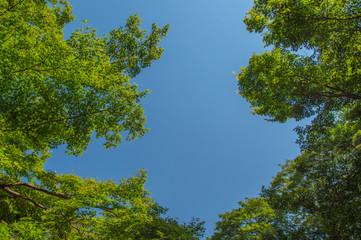 Fototapeta premium Maple tree and blue sky (Yokohama, Japan)