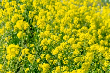 一面の菜の花畑