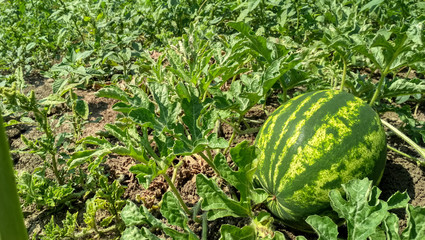Green watermelon growing in the garden. Agriculture watermelon.