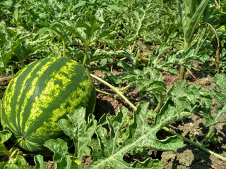 Green watermelon growing in the garden. Agriculture watermelon.