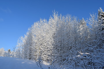 trees in winter