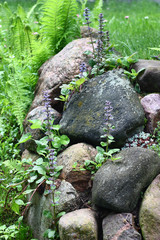 Among the large stones lying on a slope the ajuga grows and blossoms. The fern and a sedum are near.